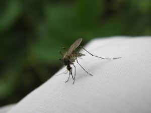 Jakie choroby przenoszą komary?